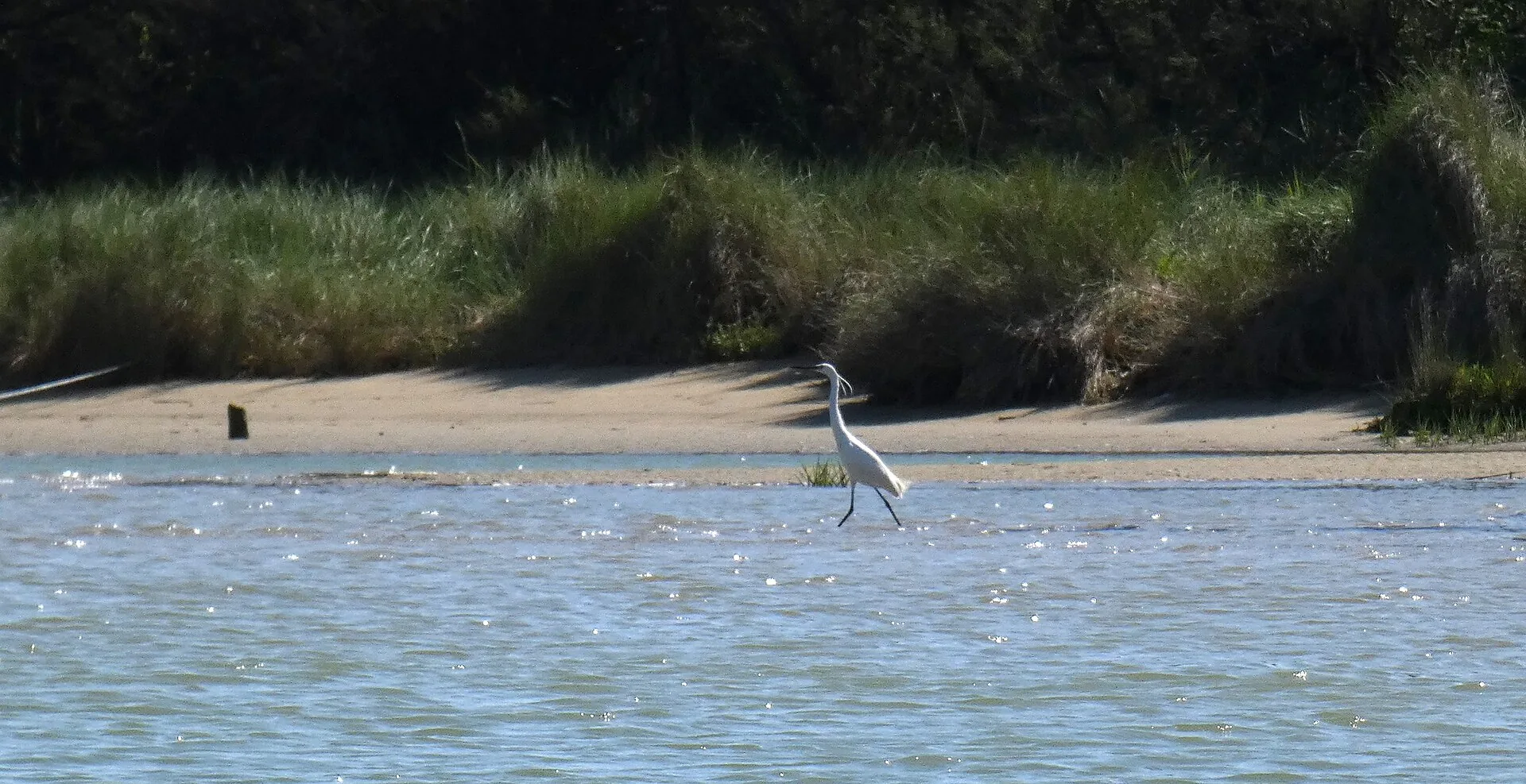 Airone bianco che cammina lungo un banco di sabbia nella laguna di Caorle